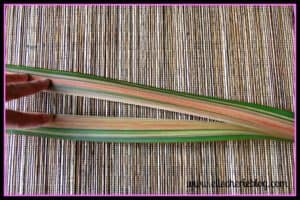 How to make flax flowers