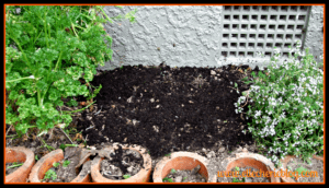 5 Things I did to spruce up my Herb Garden! - Elle Cherie