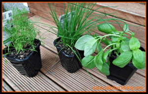 Step 3 - Fresh Herbs