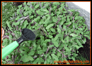 Step 4 Water your Herb Garden