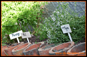 Herb Garden 