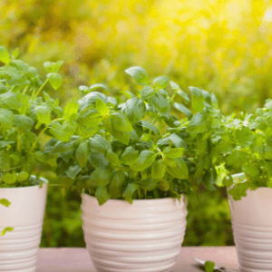 Herb Garden