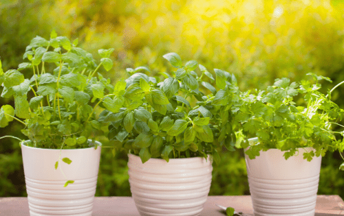 Herb Garden