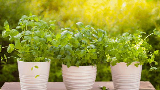 Herb Garden